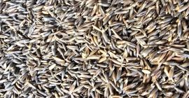 Posiadam na sprzedaż Owies Gniady,Wysokobialkowy z tego rocznych zbiorów.