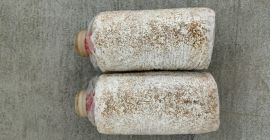 Sprzedam/sprowadzę podłoże z Chin do uprawy grzybów egzotycznych. I