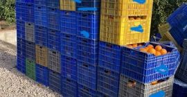 SPRZEDAJĘ PONAD 25 000 KG STATKÓW NAVELINA ZE SPOŁECZNOŚCI