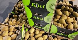 Greckie kiwi premium – świeże, certyfikowane, niedrogie