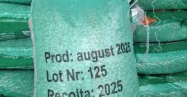 Fasola biała, worek 10 kg, jakość A, pochodzenie Egipt,