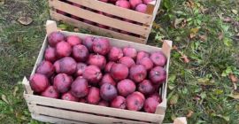 Jesteśmy zaufanymi dostawcami świeżych owoców i warzyw w Mołdawii.