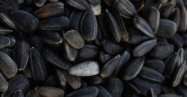 Witam, zakupie słonecznik czarny, workowany po 25kg. Cały samochód