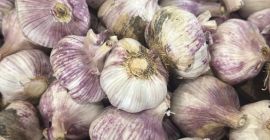 Sprzedajemy wysokiej jakości, świeży czosnek fioletowy, świeżo zebrany w