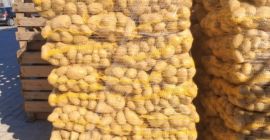 Sprzedam ziemniaki żółte kal 50+ ilości tirowe. Certyfikat Fito.