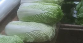 Sprzedam kapustę pekińska kal 0,5-1,8kg z chłodni. Ilości tirowe.