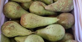 Sprzedam konferencje sort od 6.5do8 średniak 5do 60 i