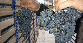 bezpośrednio od producenta, przechowywane w optymalnych warunkach w lodówce