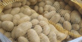 Sprzedam ziemniaki odmiany Soraya w kalibrażu od 45mm towar