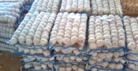 Nazwa 1.Commodity, Pure White czosnek (śnieżnobiałe czosnek) i inny