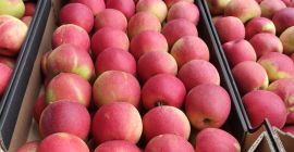 I am selling Champion apples. Available in any packaging