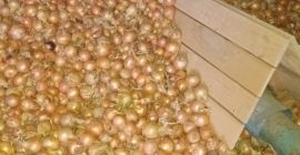 Witam, sprzedam kilka tirów cebuli luzem. Odmiany: Dormo i