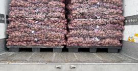 Sprzedam ziemniaki jadalne z badaniami FITO. Ilości Tirowe. Opakowanie,kaliber,etykieta