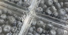 Sprzedam borówkę amerykańską, kraj pochodzenia Peru, lokalizacja Polska. Proszę