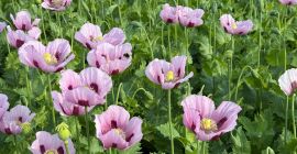 Niemiecki mak odmiany "Viola". Oferujemy mak letni odmiany "Viola",