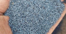 Holenderski mak niebieski z fryzyjskiego wybrzeża Wadden – najwyższa