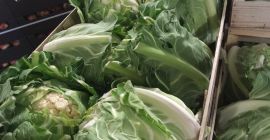 Kalafior, 6 szt. karton/skrzynka, atrakcyjna cena, odbiór w Grójcu.