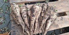 Sprzedam pietruszke. Wiecej infracji pod numerem tel: [telefon]