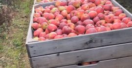 We have many Apple and pears : Red Jonaprince