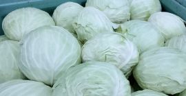 Duża biała kapusta lub kapusta kiszona, idealna do przemysłu