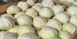 Sprzedam hurtowe ilości kapusty białej z przeznaczeniem na przemysł