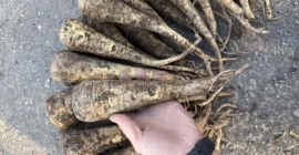 Pasternak - zbiór 2025, 200 ton. Oferujemy do sprzedaży