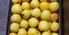 Golden, Prince, Gala, Champion, Idared. Dostawa hurtowa ciężarówkami, otwarta