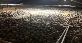 Sprzedam ziemniaki jadalne odmian: GALA , QUENN ANNA, BERNINA,