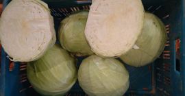 Predám bielu kapustu , odroda Ancoma , hlava 2-4