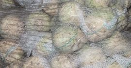 Sprzedam seler, kaliber 0,4 - 1,3 kg. Jakość marketowa.