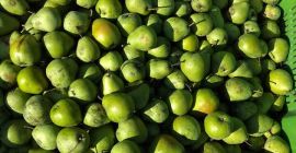 Sprzedam gruszkę Lukasówkę jesteśmy producentem owoców miękkich i twardych