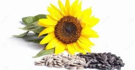 •Nasza firma produkuje wysokiej jakości nasiona słonecznika i pestki