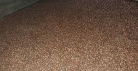 Suszone, łuskane orzechy włoskie Franquette na sprzedaż hurtową. Pochodzą