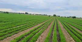 Jesteśmy firmą rodzinną, która uprawia marchew z certyfikatem GLOBAL.GAP