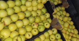 Sprzedam idareta 65+ ilość tirowe oraz goldena