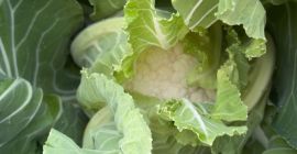 Sprzedam kalafior odmiany Santa Maria, około 2-3 tony.