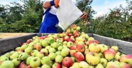 Możemy zaoferować 50-200 ton różnych odmian jabłek na sok!