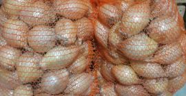 Sprzedam cebulę cukrową odmiany Exhibition z tegorocznych zbiorów. -