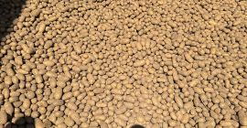 Sprzedam ziemniaki jadalne z badaniami fitosanitarnymi queen Anna ,