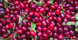 Sprzedam 200 kg derenia odmiany Juliusz (Cornus mas Juliusz)