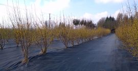 Sprzedam 200 kg derenia odmiany Juliusz (Cornus mas Juliusz)