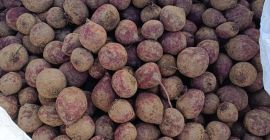 Sprzedam burak czerwony odmiany Monty. Towar marketowy po koszu