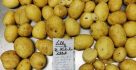 Sprzedam duże ziemniaki odmiany Lilly. Dostarczane ciężarówkami, bezpośrednio z