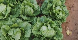 Dobrej jakości sałata rzymska (odmiany Isasa i lodowa). Cena