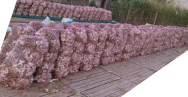 125000 cebulek w pęczkach po 25 szt. w woreczkach