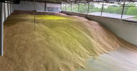 We sell organic peeled spelt 2025 g in quantities