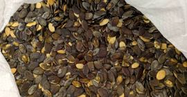 Sprzedam pestki dyni gleisdorfer