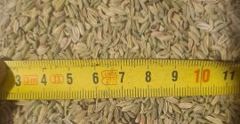 Nasiona kopru włoskiego o czystości 99,5% EXW Bułgaria na