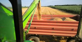 Sprzedam 100 ton pszenicy, klasa III, hektolitr 80+ Oferty