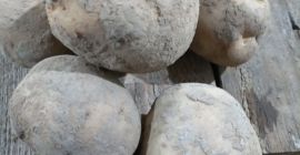 Sprzedam ziemniaki jadalne odmiany m.in. Queen Anna, Bernina, Noblesse,